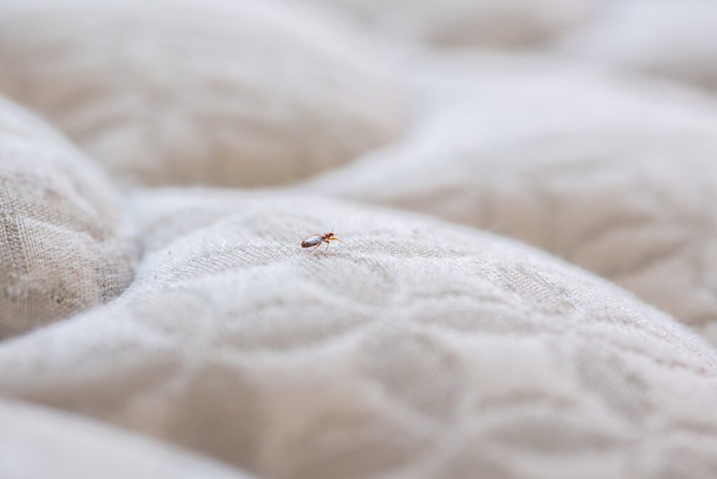 bed bug walking on the bed in a hotel 