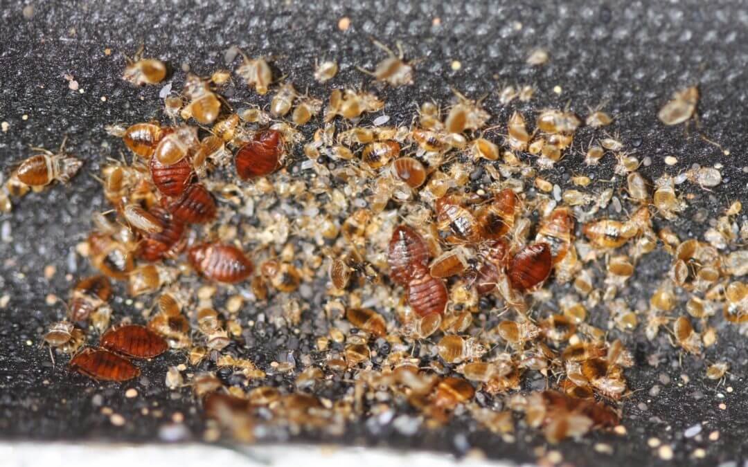 Common Bugs In Hotelsnull