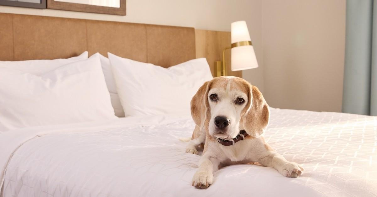 pet on the bed in a hotel showing the concept of a pet friendly hotel 